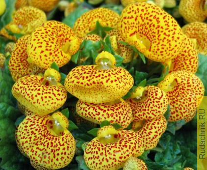 Кальцеолярия (Calceolaria) фото