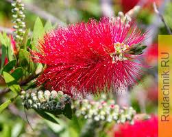 Каллистемон лимонный (Callistemon citrinus) фото