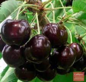 Черешня Жабуле (Jaboulé)