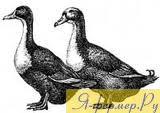 утки породы чёрная белогрудая, рисунок