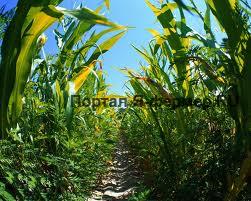 Как обрабатывать почву под кукурузу