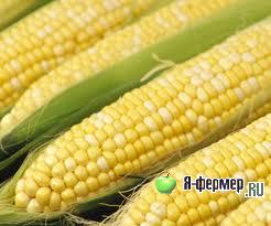 Сорта и гибриды кукурузы