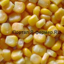 Кукуруза - прекрасный корм для сельскохозяйственных животных и птицы