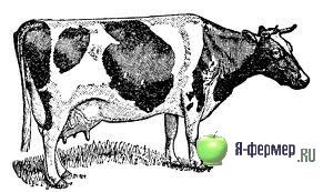 Премиксы для дойных коров — опыт использования