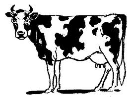 корова, cow, продуктивность сельскохозяйственных животных
