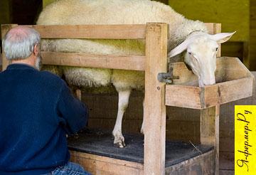 конструкция с кормушкой для доения овец - овца при доении чувствует себя комфортно