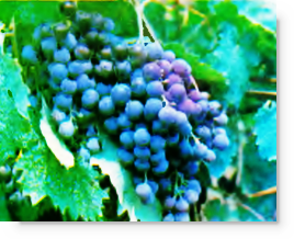 Фиолетовый ранний сорт винограда