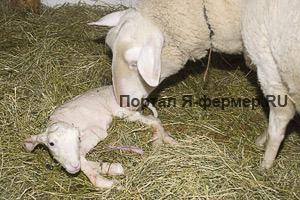 Овца начисто вылизывает новорождённого ягнёнка