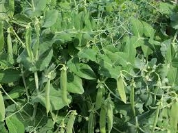 Выращивание гороха, уход за горохом, условия выращивания гороха