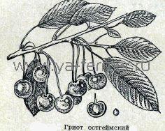 Гриот остгеймский, Шпанка черная, Остгеймская