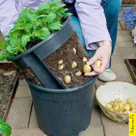 Способ выращивания картофеля в домашних условиях, в горшке. Инновационный способ выращивания картофеля в домашних условиях.
