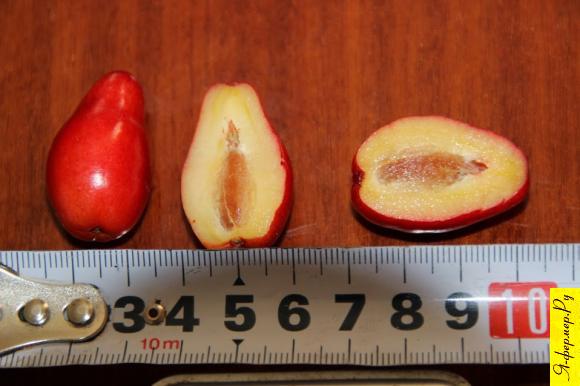 Размеры плодов кизила. 