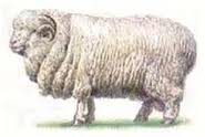 овца алтайской породы