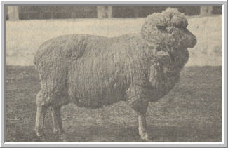 Алтайская порода овец. Племенные животные — национальное богатство