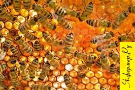 Воспроизводство пчелиных семей