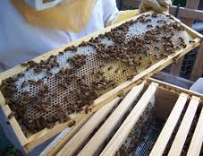 Пчеловодство. Развитие пчеловодства в России