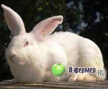 Кролик породы Белый великан 