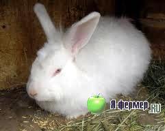 Кролик Белой пуховой породы 