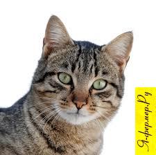 Болезни кошек