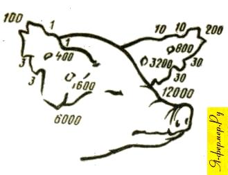 Ключ к нумерации свиней выщипами