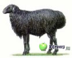 Эдильбаевская овца