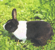 Кролик голландской породы