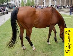 Органы чувств у лошадей: зрение, слух, обоняние, вкус, осязание