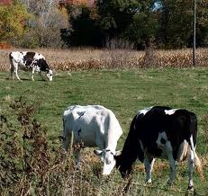 голштинские коровы, фото