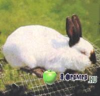 Калифорнийский кролик