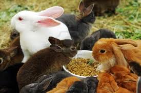 корма для кроликов