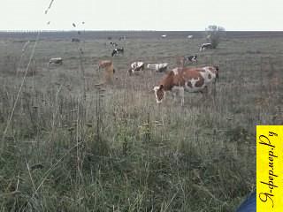 корова на пастбище