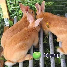 Зоотехнический учет кроликов