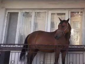 Лошадь на балконе фото. 