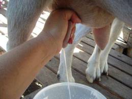 козы молочных пород