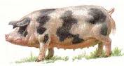 миргородская порода свиней