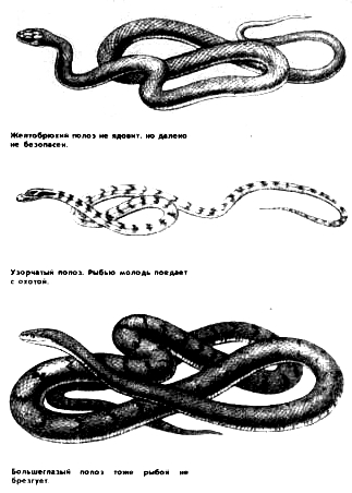 Не ядовитые и агресивные змеи: желтобрюхий полоз, узорчатый полоз, большеглазый полоз