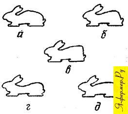 Недостатки спины и крупа у кроликов