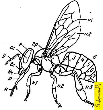 Общий план строения тела пчелы рисунок