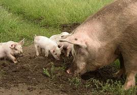 откорм свиней