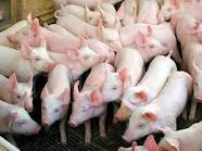 экономическая эффективность откорма свиней