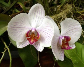 цветок орхидеи, фото