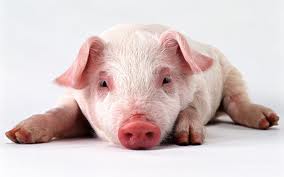 заболевания свиней, фото