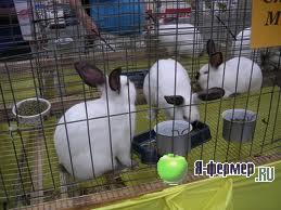 Поение кроликов в клетках