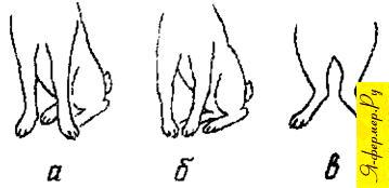 Постановка конечностей у кроликов