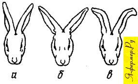 Постановка ушей у кроликов