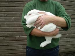продуктивные качества кроликов