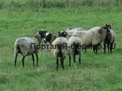 Романовские овцы, фото