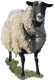 овца романовской породы