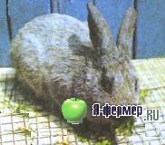 Кролик породы Серебристый