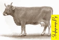 Швицкая порода крупного рогатого скота рисунок